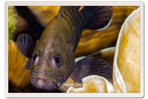 Juvenile Grouper