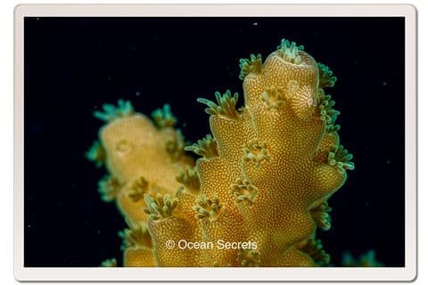 Bushy Table Coral