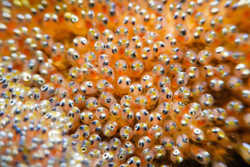 anemone-fish-eggs