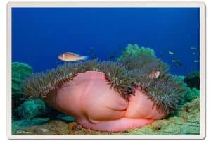 anemones-white-rock-koh-tao