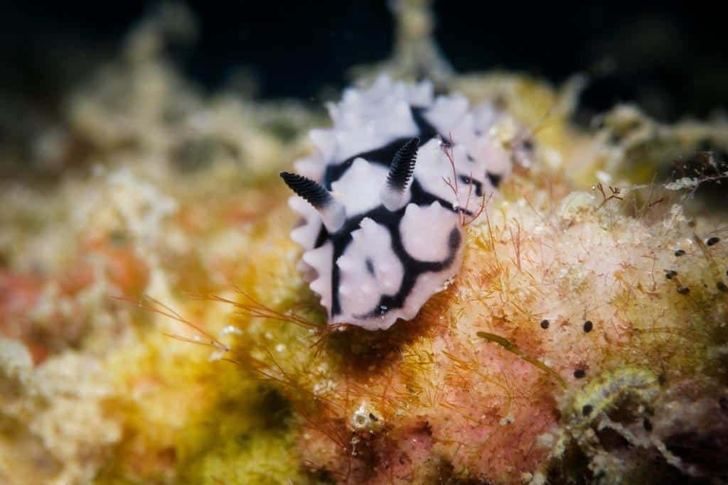 black-and-white-nudibranch-koh-tao