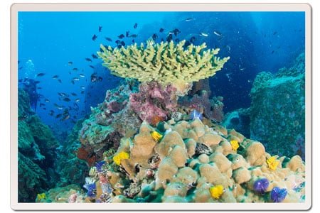 coral-reef-koh-tao