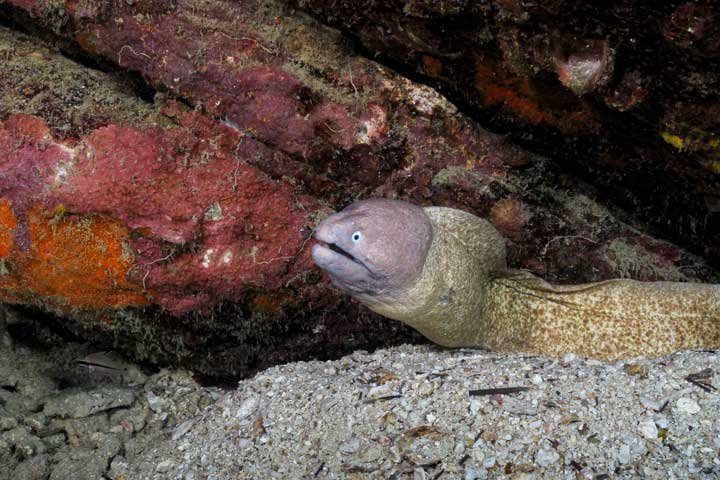 moray-eel-koh-tao