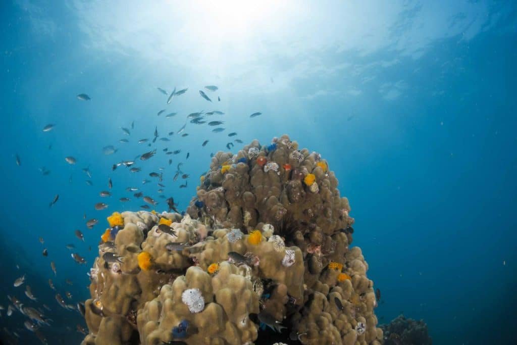 reef-scene-koh-tao