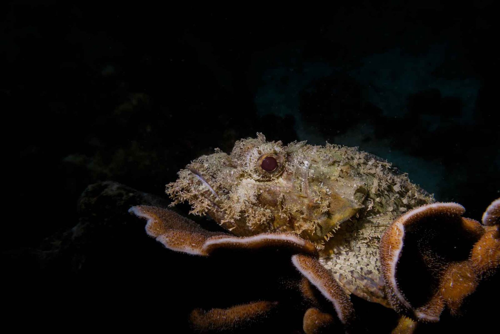 scorpion-fish-koh-tao