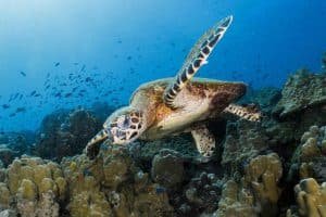 turtle-at-white-rock-koh-tao