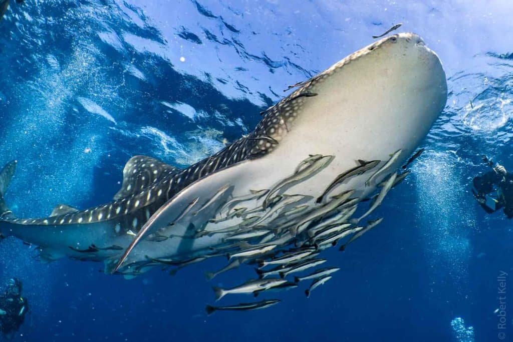 whale-shark-koh-tao