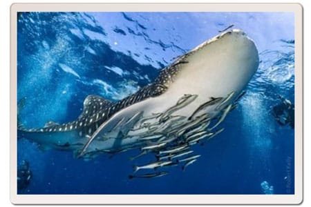 Whale shark in Koh Tao waters