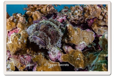 Bearded Scorpion Fish