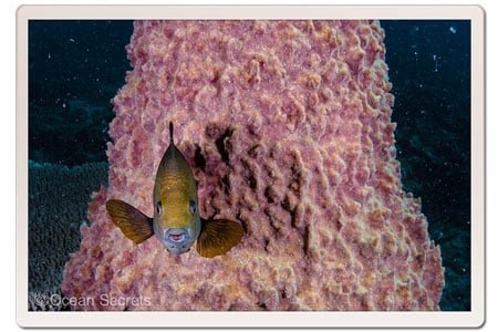 Black Damsel Fish