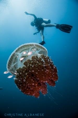 Swim Bra Jellyfish. A lovely scuba diving bra from Mantaraj