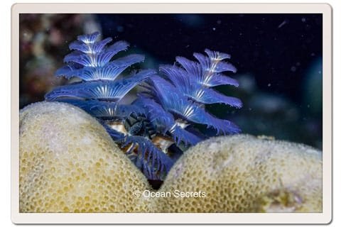 Christmas Tree Worms