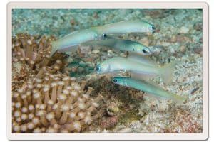 4 dart fish japanese gardens