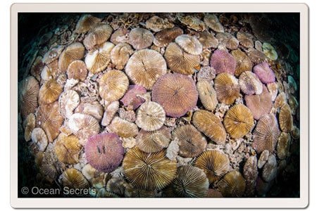 Mushroom Coral