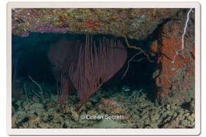 7 Lighthouse pinnacle Harp coral
