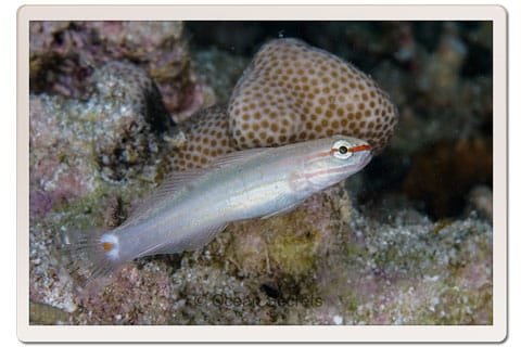 Goby Fish