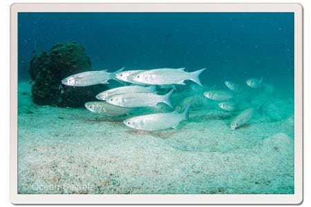 Sand Mullet