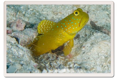 Goby Fish