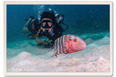 Red Breasted Wrasse