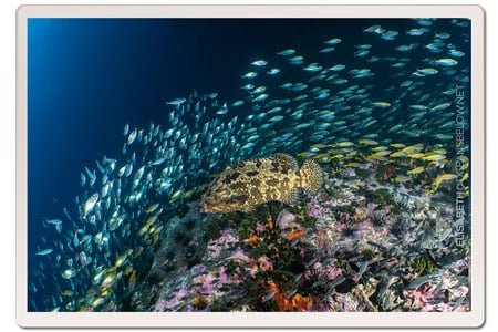 Chumphon-pinnacle-giant-grouper