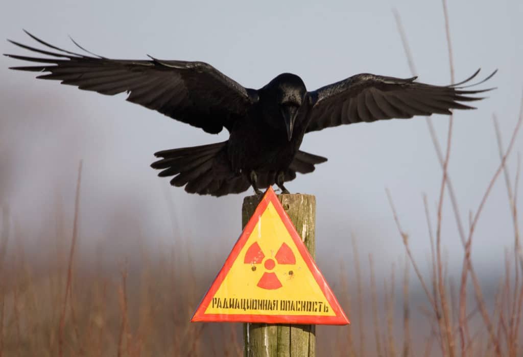 Bird-on-radiation-warning-sign