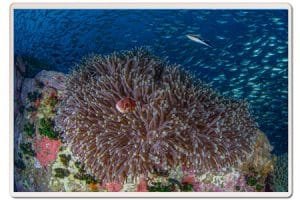 Chumphon-anemone-fish