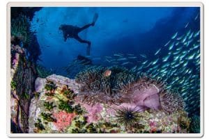 Chumphon-reef-scene-Koh-Tao