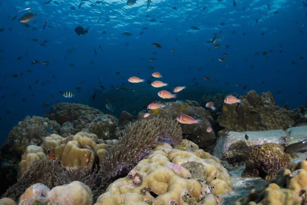 Pink Anemone fish swimming across the coral reef at White Rock