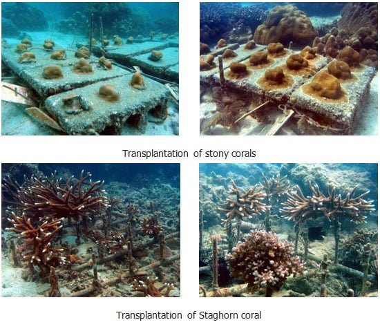 Monitoring coral transplantation