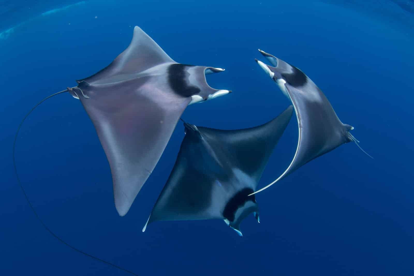 “Devil Ray Ballet” by Duncan Murrell