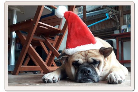 Dog-with-Christmas-hat