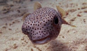 puffer fish