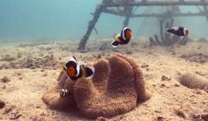 clone fish