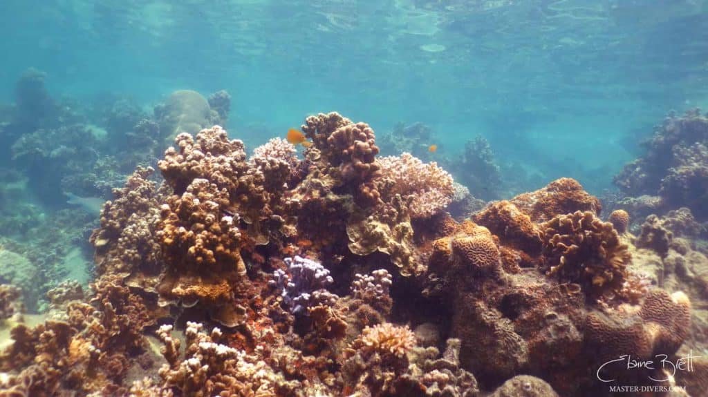 coral-reef-with-colourful-fish