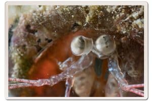 Macro Diving on Koh Tao