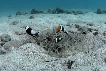 Saddleback-clownfish-at-Twins-Koh-Tao