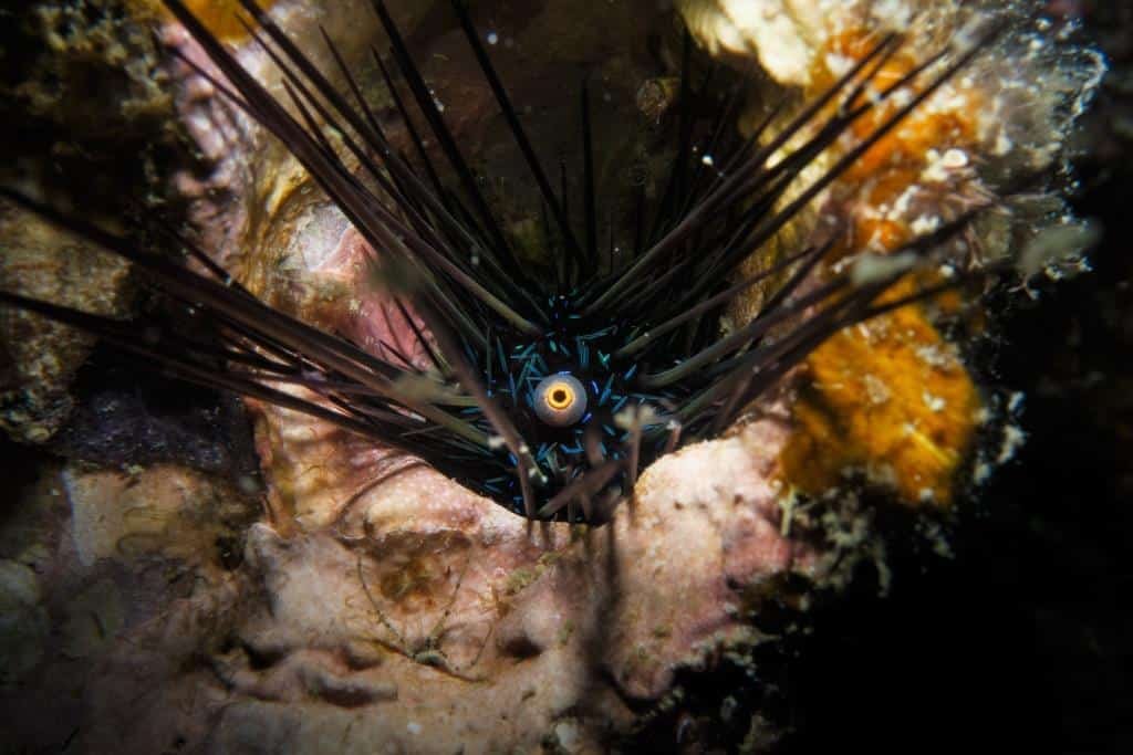 Sea-urchin-macro-shot