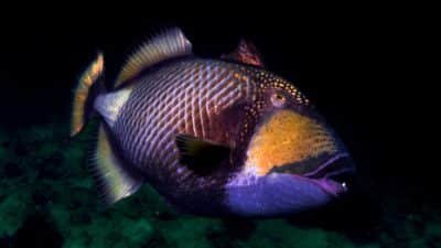 Titan Triggerfish
