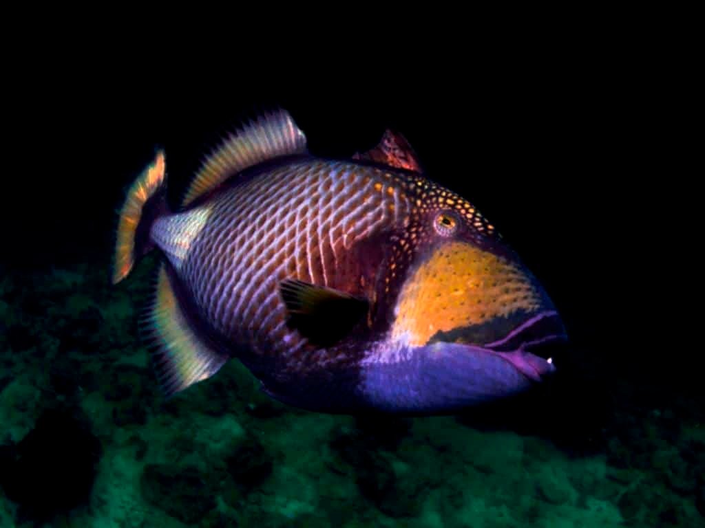 Titan-Trigger-Fish-Koh-Tao-Thailand