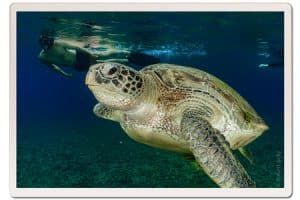 Turtle whilst snorkeling in koh tao