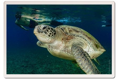 Turtle whilst snorkeling in Koh Tao