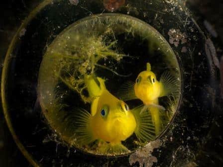 “Yellow Gobies in a Bottle” by Matteo Pighi