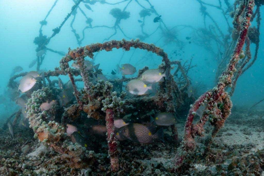 active-coral-restoration-koh-tao