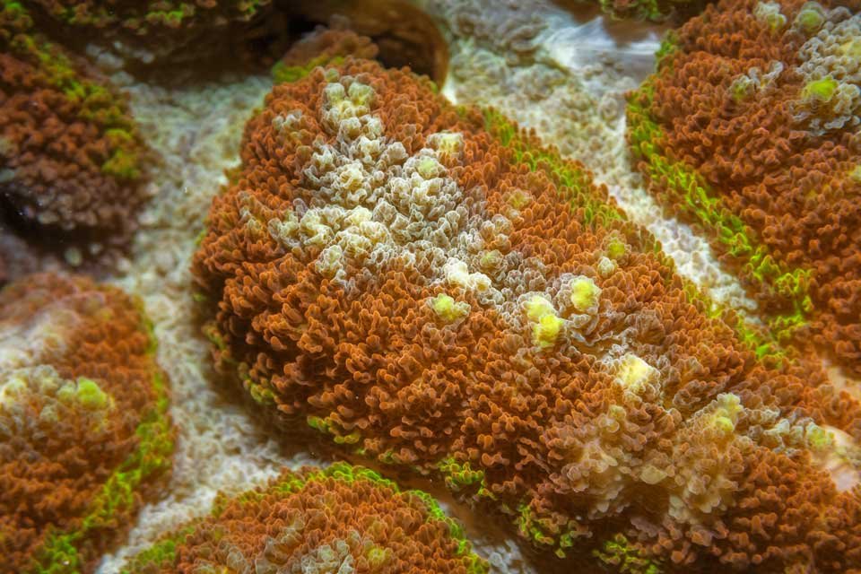 Coral - Up close!