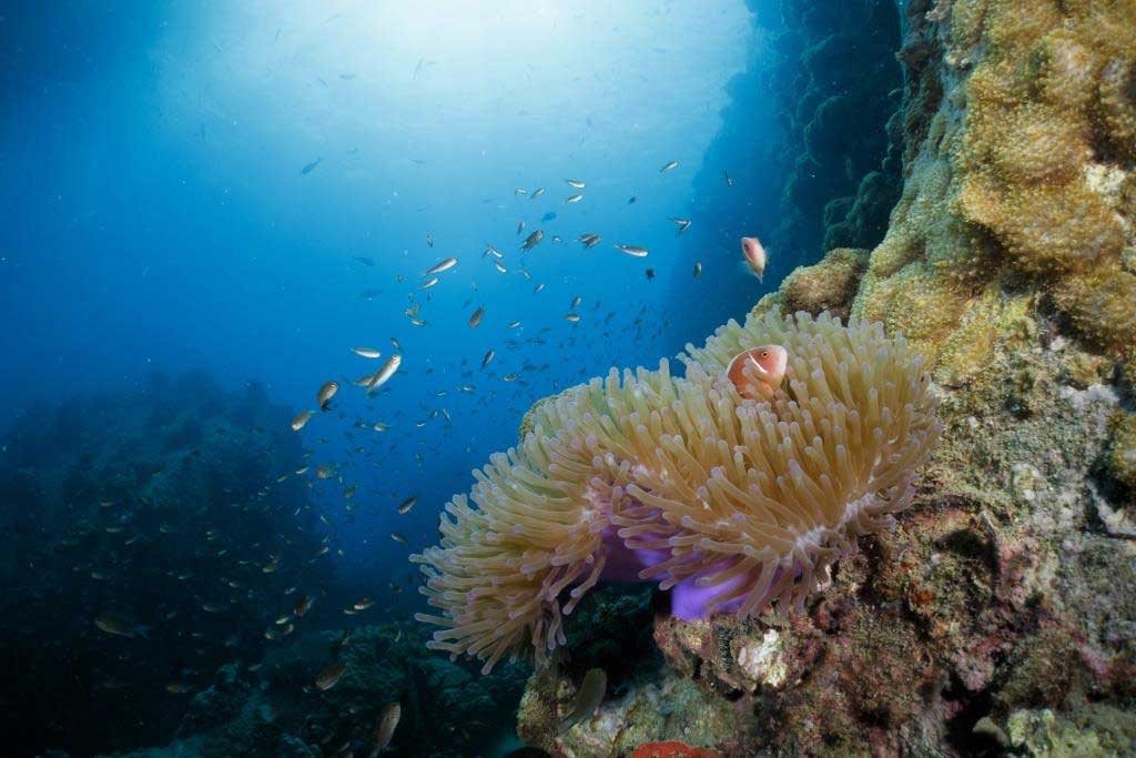 anemone-at-white-rock