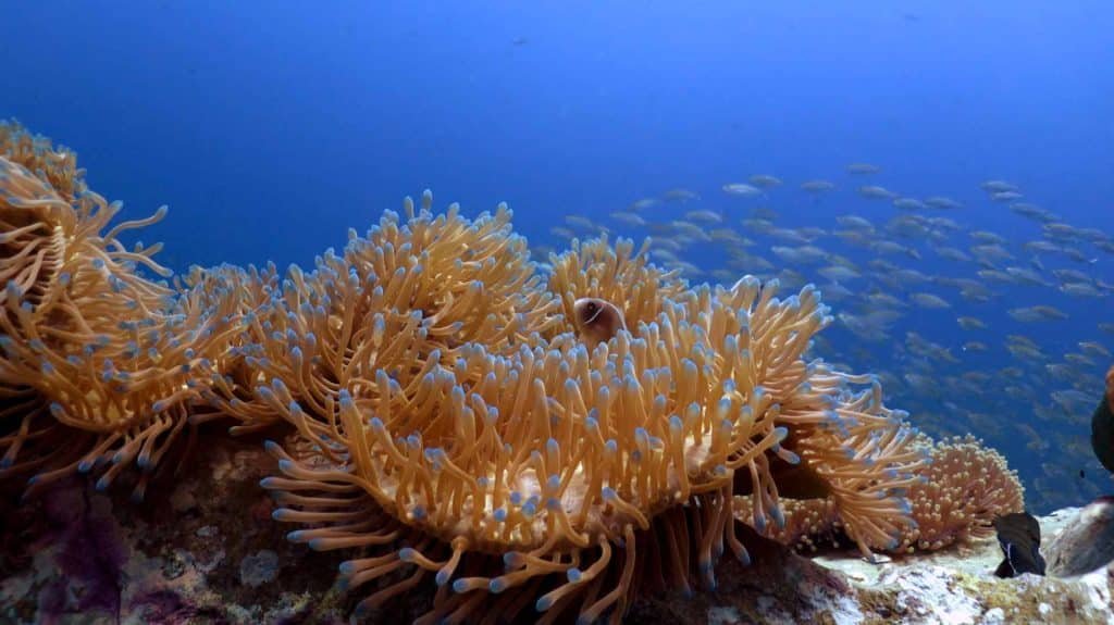 anemone-blue-background-koh-tao