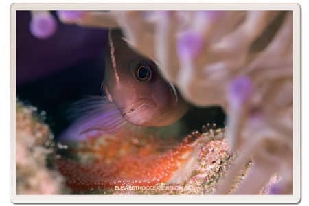 anemone-fish-eggs