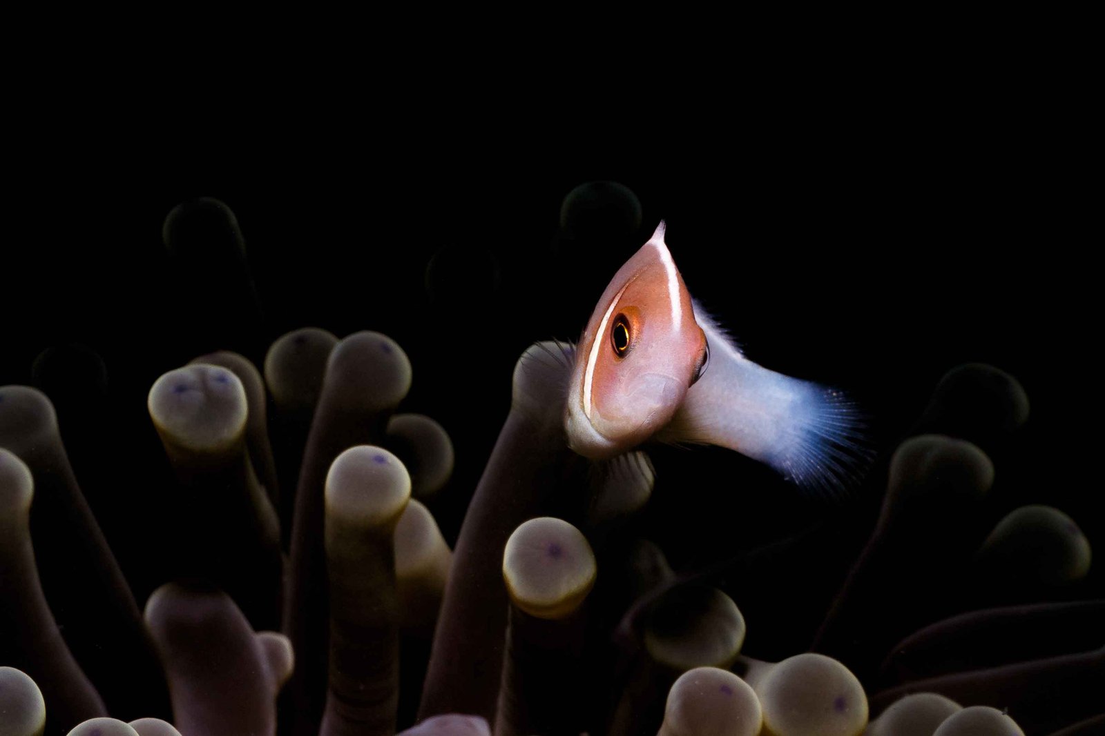 anemone-fish-macro-with-black-background