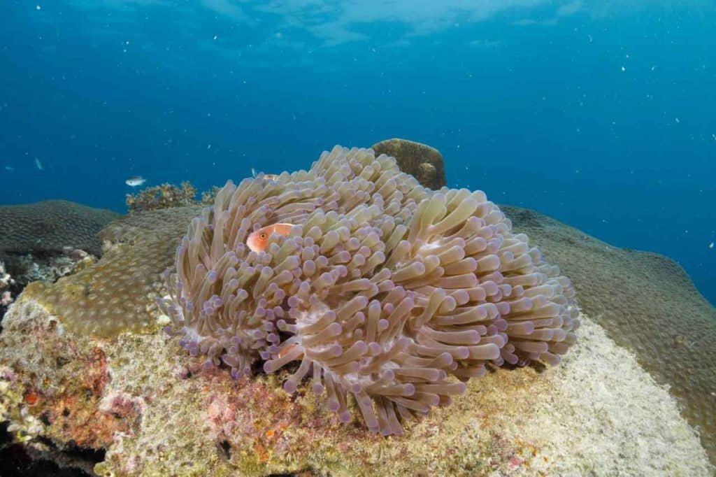 anemone-fish-thailand