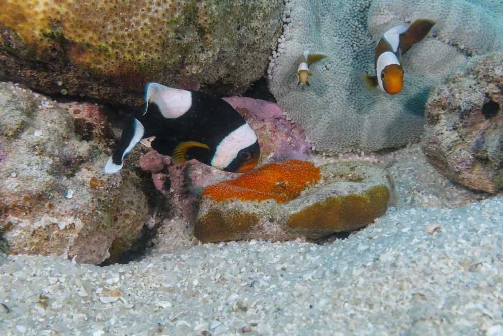 anemone-fish-with-grey-background